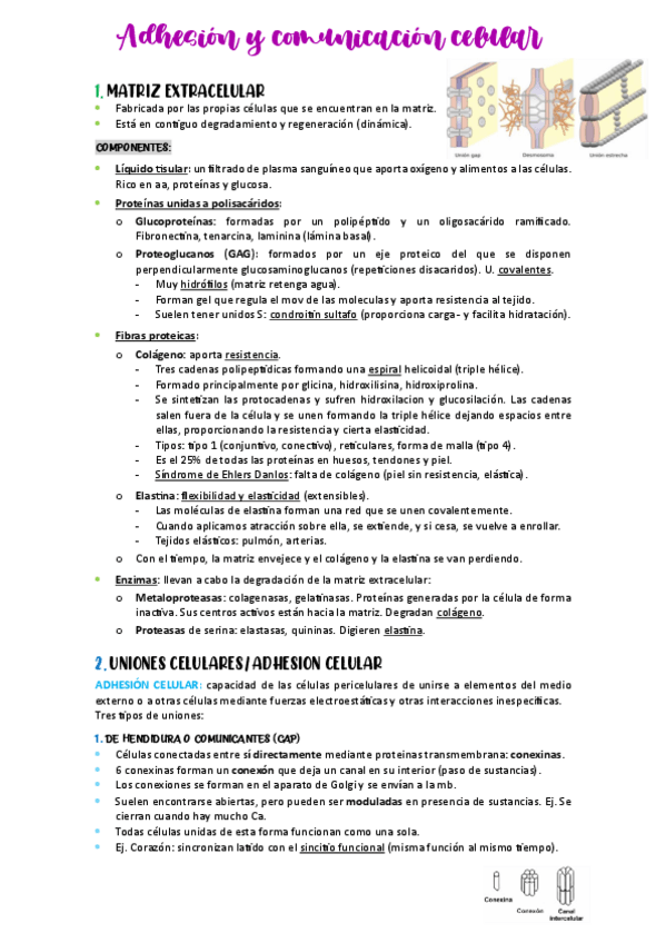 Miniatura del documento TEMA-2.-BASES-CELULARES.pdf