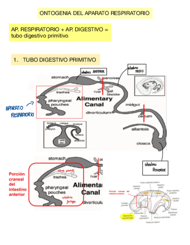 Miniatura del documento RESUEMEN-DEL-APARATO-RESPIRATORIO.pdf