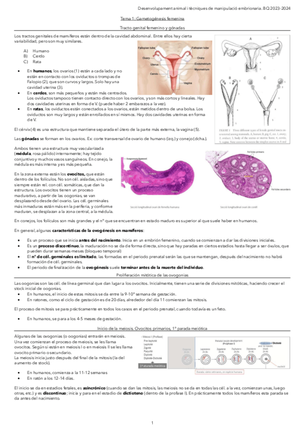 Miniatura del documento Tema-1.1.-Gametogenesis-femenina.pdf