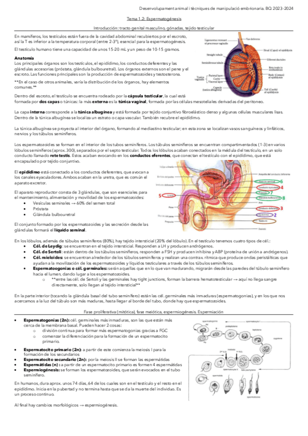 Miniatura del documento Tema-1.2.-Espermatoogenesis.pdf