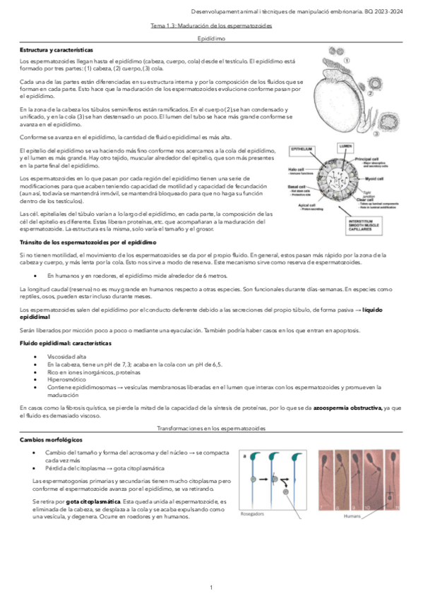 Miniatura del documento Tema-1.3.-Maduracion-de-los-espermatozoides.pdf