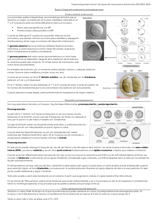 Miniatura del documento Tema-3.-Desarrollo-embrionario-preimplantacional.pdf