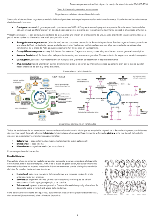 Miniatura del documento Tema-9.-Desarrollo-primario-a-erizo-de-mar.pdf
