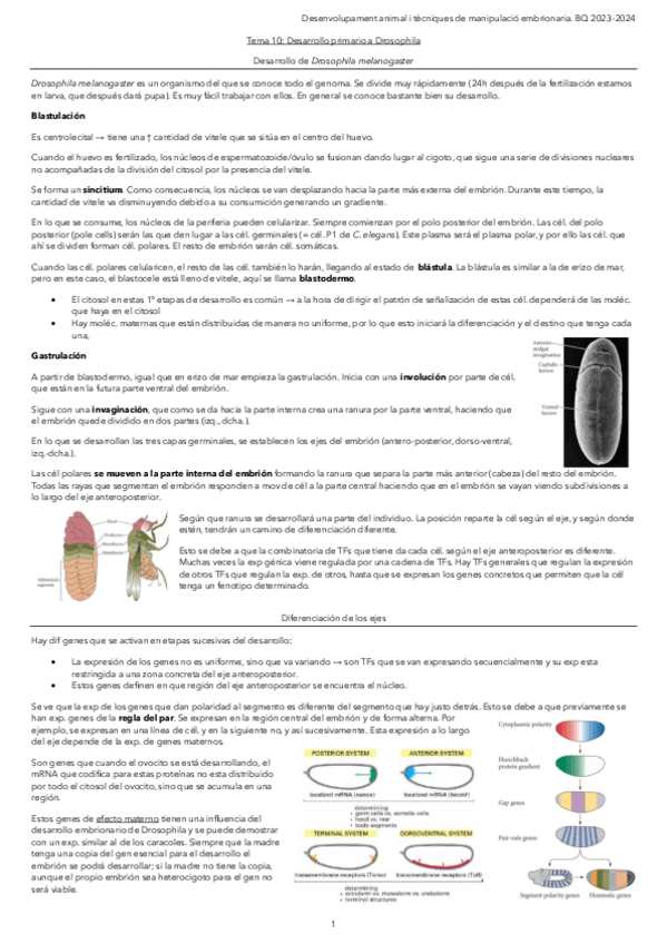 Miniatura del documento Tema-10.-Desarrollo-primario-a-Drosophila.pdf