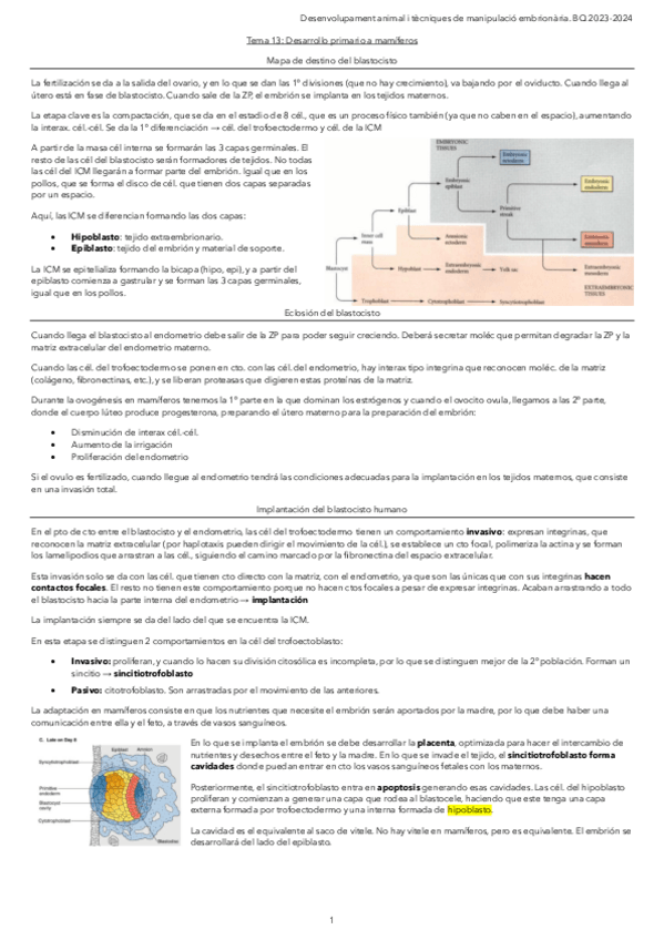 Miniatura del documento Tema-13.-Desarrollo-primario-a-mamiferos.pdf