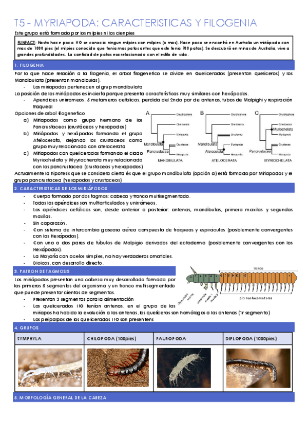 Miniatura del documento T5-MIRIAPODOS-CARACTERISTICAS-Y-FILOGENIA.docx.pdf