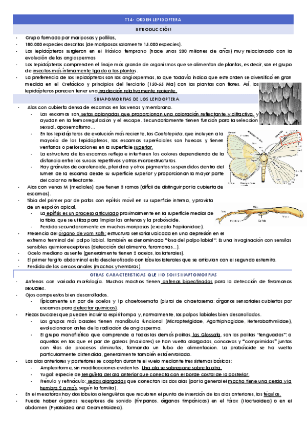 Miniatura del documento T14-ORDEN-LEPIDOPTERA.docx.pdf