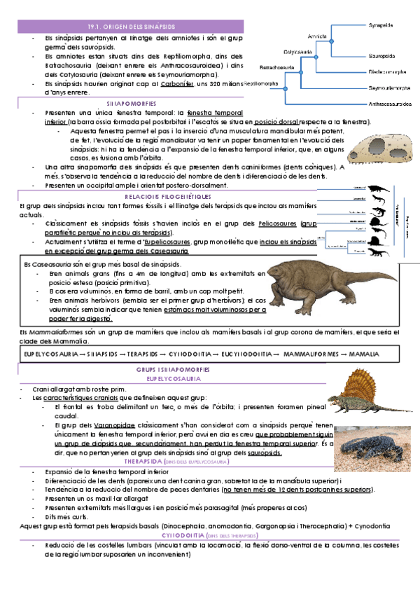 Miniatura del documento T9-EVOLUCIO-DELS-MAMIFERS.docx.pdf