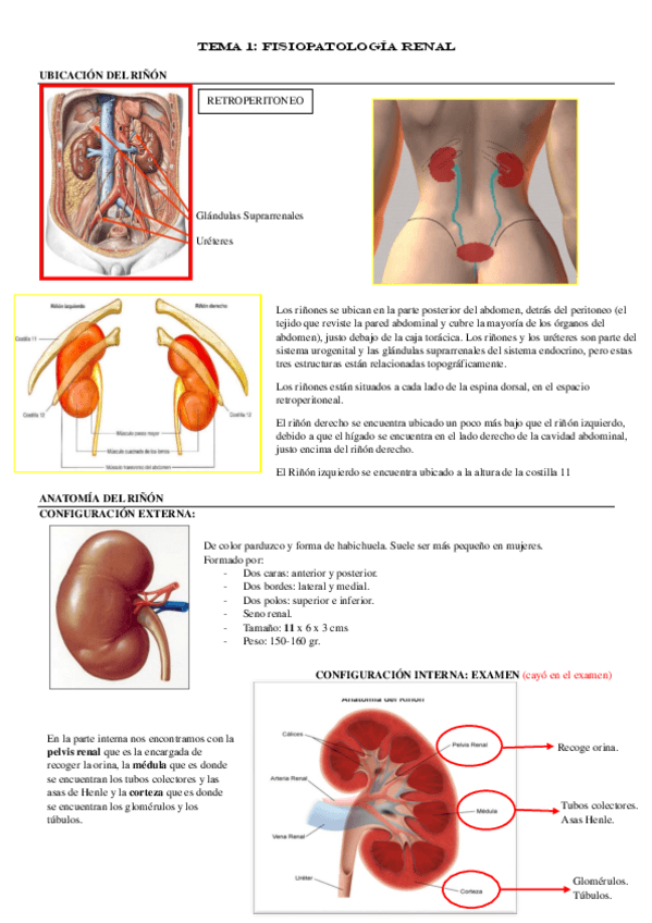 Miniatura del documento BLOQUE-1-RENAL.pdf