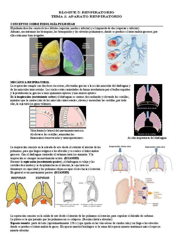 Miniatura del documento BLOQUE-2-RESPIRATORIO.pdf