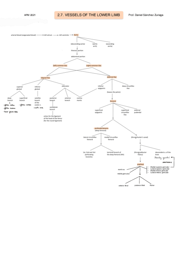 Miniatura del documento RESUMEN-Tema-2.7-Vasos-de-miembros-inferiores-ingles.pdf
