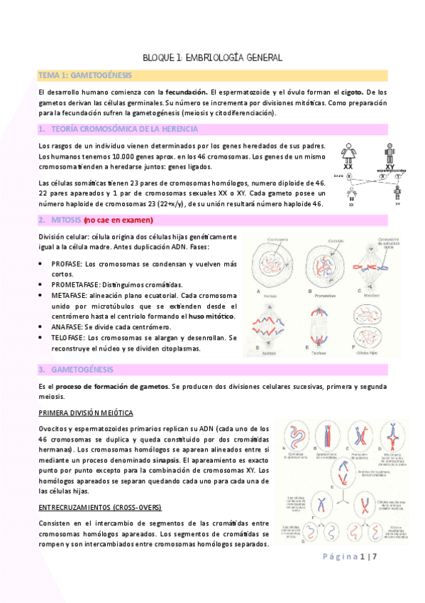 Miniatura del documento TEMA-1-EMBRIOLOGIA.pdf