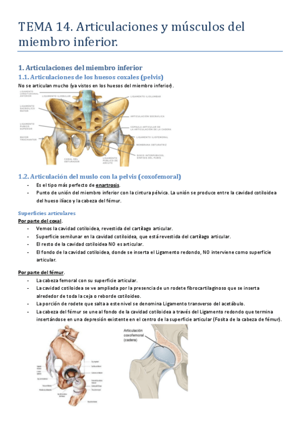 14 Articulaciones Y Musculos Del Miembro Inferior Pdf
