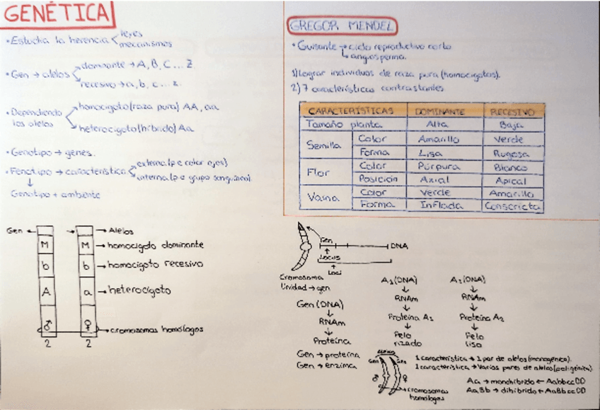 Miniatura del documento APUNTES-PARA-ESTUDIAR.pdf
