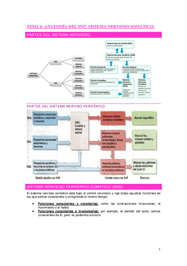 Miniatura del documento Tema-6-Anatomia-del-SNP.-Sistema-nervioso-somatico.pdf