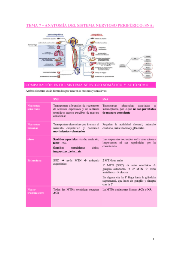 Miniatura del documento Tema-7-Anatomia-del-sistema-nervioso-autonomo.pdf