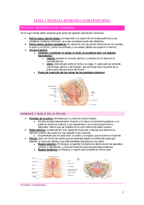 Miniatura del documento Tema-7-Aparato-urogenital-II.pdf