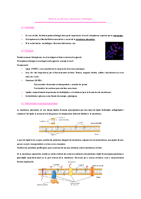 Miniatura del documento Tema-2.-La-cellula-estructura-i-fisiologia.pdf