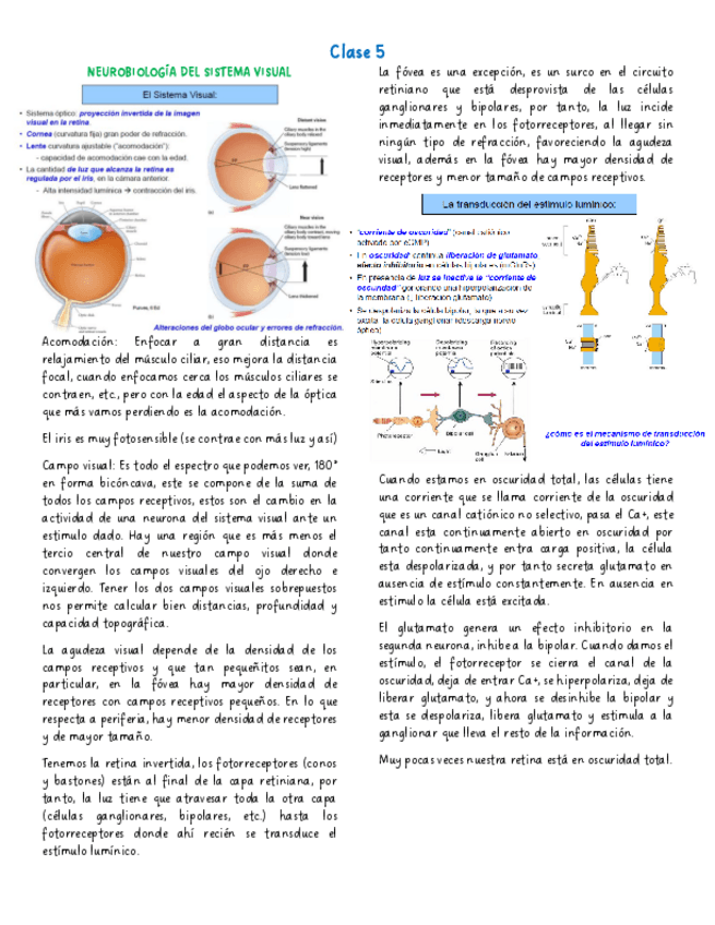 Miniatura del documento NEUROBIOLOGIA-DEL-SISTEMA-VISUAL.pdf