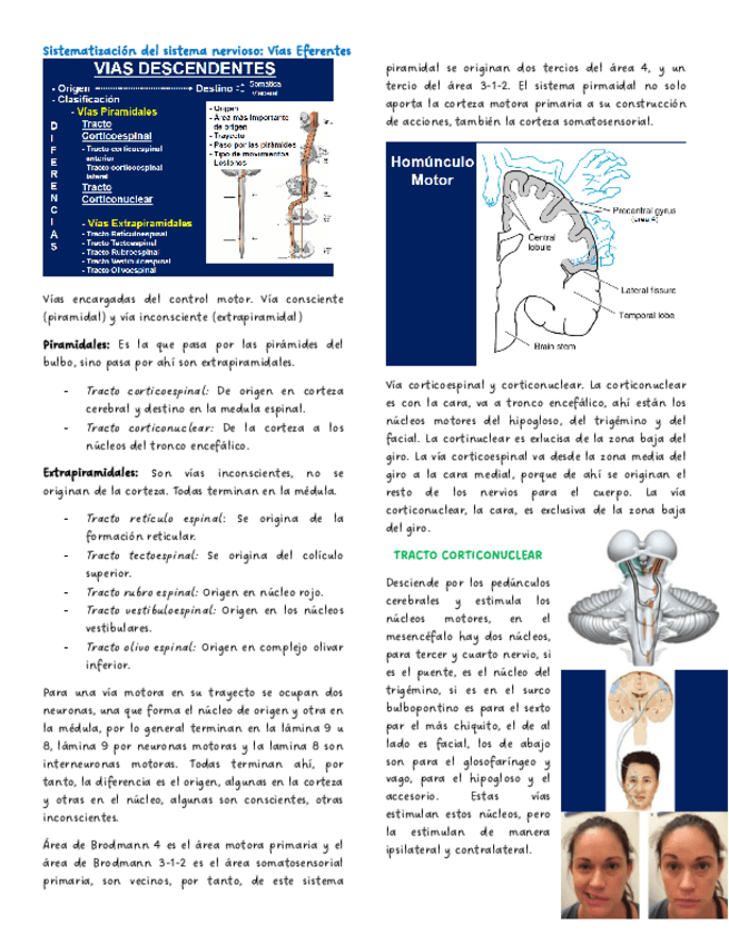 Miniatura del documento Sistematizacion-del-sistema-nervioso-Vias-Eferentes.pdf
