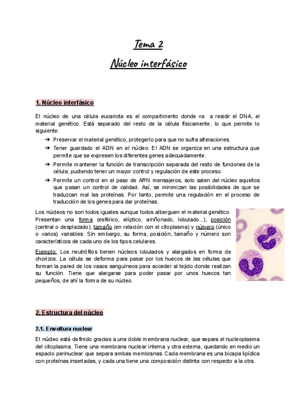Miniatura del documento Apuntes-Tema-2-Biocel-I-Nucleo-interfasico.pdf