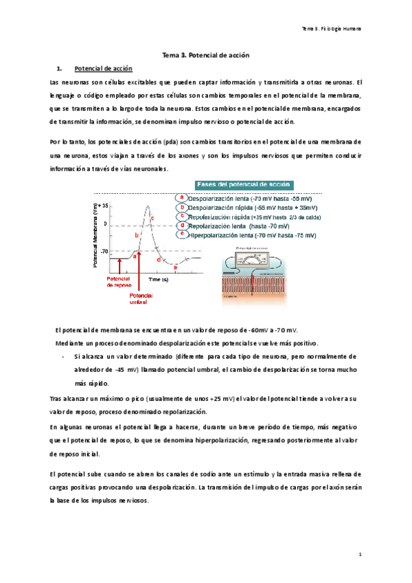 Miniatura del documento Tema-3.-Potencial-de-accion..pdf