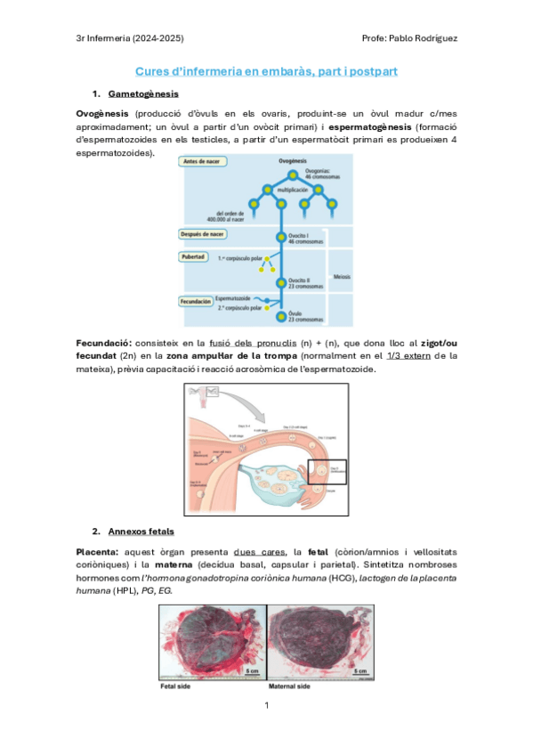 Miniatura del documento Cures-Infermeria-en-embaras-part-i-postpart.pdf
