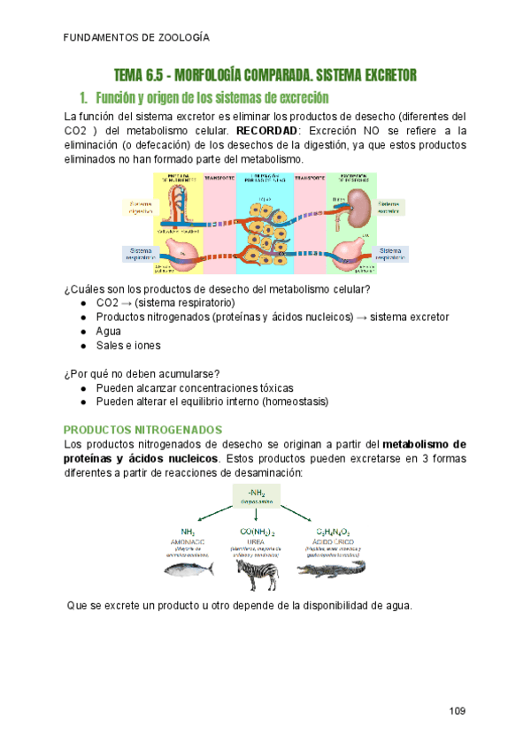 Miniatura del documento T6.5-ZOOLGIA-SISTEMA-EXCRETOR.pdf