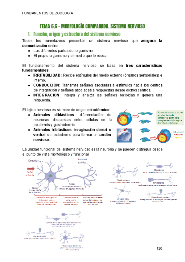 Miniatura del documento T6.6-ZOOLOGIA-SISTEMA-NERVIOSO.pdf