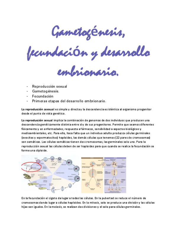 Miniatura del documento Gametogenesis.pdf