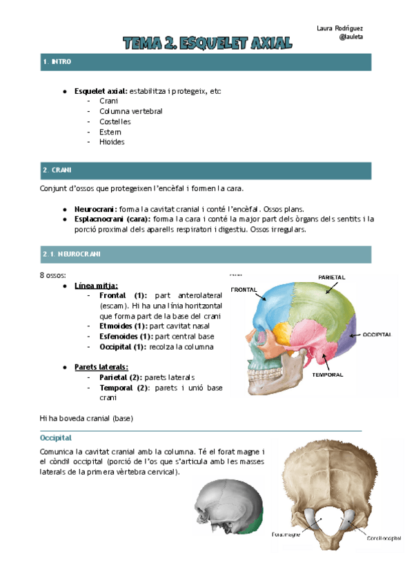 Miniatura del documento Tema-2-anatomia-Esquelet-axial.pdf