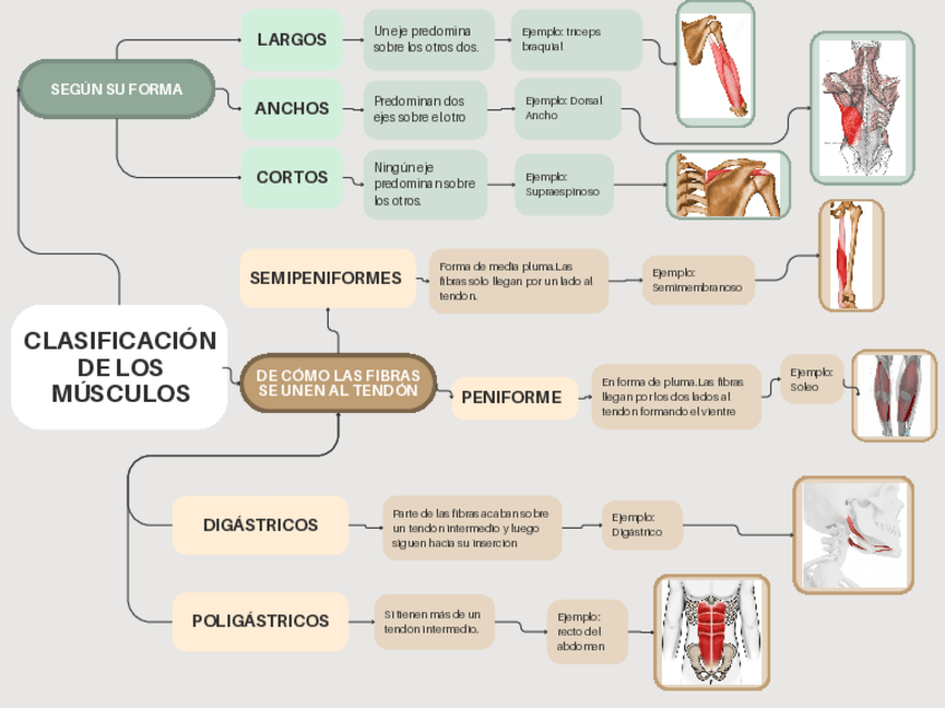 Miniatura del documento Clasificacion-Musculos.pdf