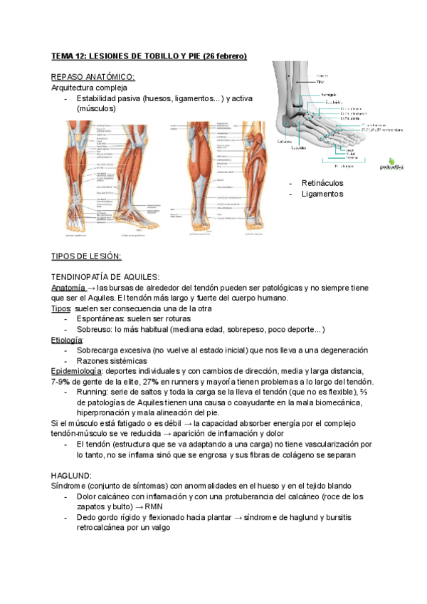 Miniatura del documento apunts-pato.-tobillo-pie-codo-y-mano.pdf