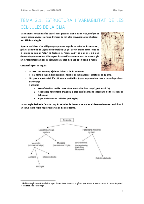 Miniatura del documento Tema-2.1.-Estructura-i-variabilitat-de-les-cellules-de-la-glia.pdf