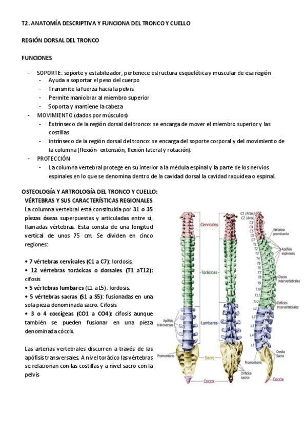 Miniatura del documento T2 ANATOMIA TRONCO Y CUELLO.pdf