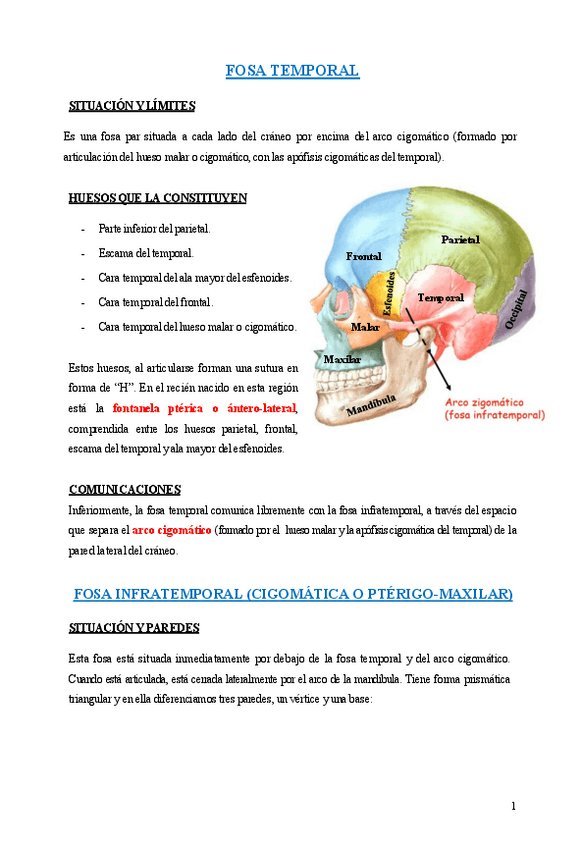 Miniatura del documento FOSA-TEMPORAL-INFRATEMPORAL-Y-PTERIGOPALATINA teoría + imágenes.pdf
