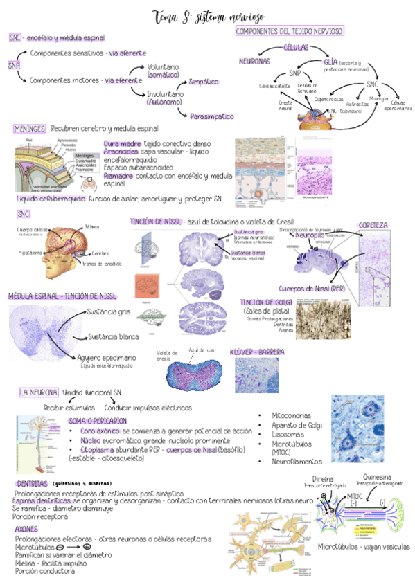 Miniatura del documento Tema-8.-Sistema-Nervioso.pdf