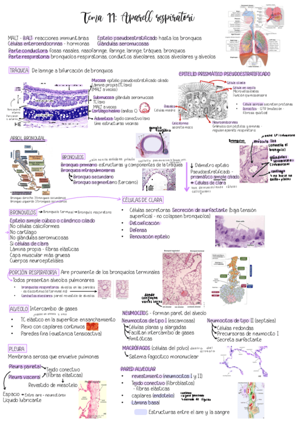 Miniatura del documento Tema-11.-Aparell-respiratori.pdf