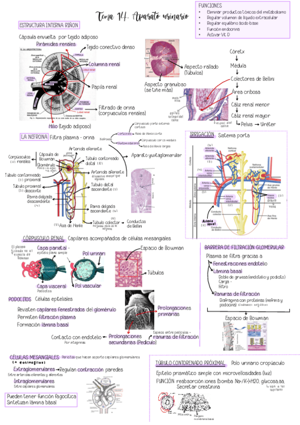 Miniatura del documento Tema-14.-Aparato-urinario.pdf