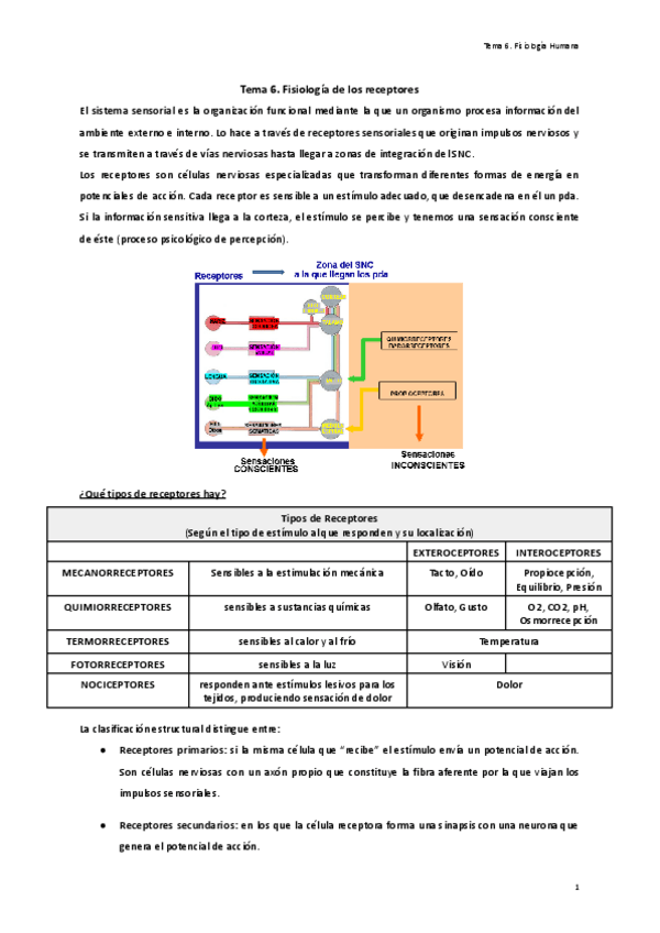 Miniatura del documento Tema-6.-Fisiologia-de-los-receptores.pdf