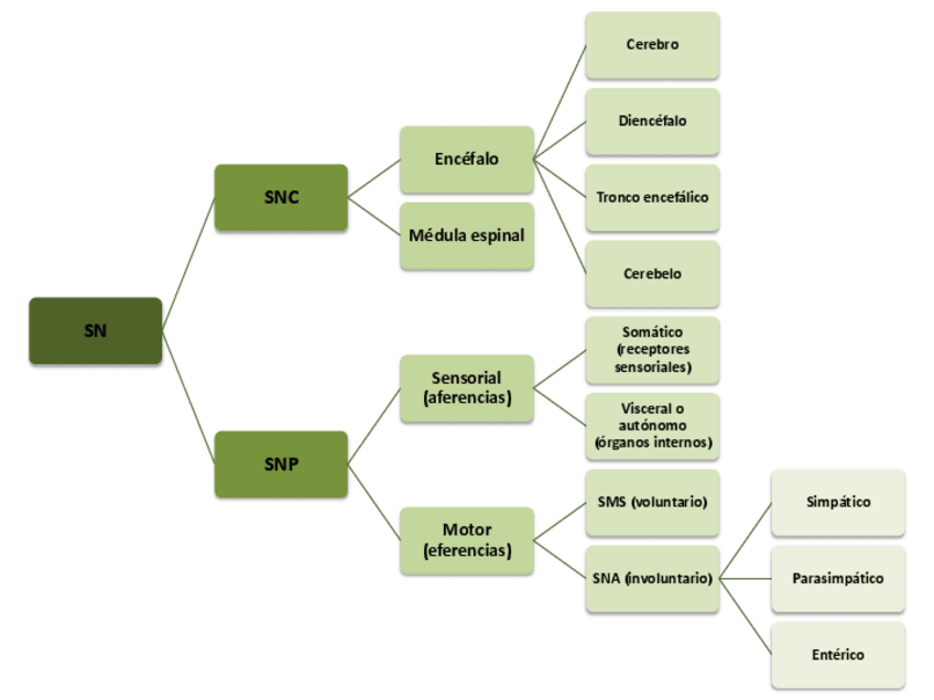 Miniatura del documento sistema-nervioso.pdf