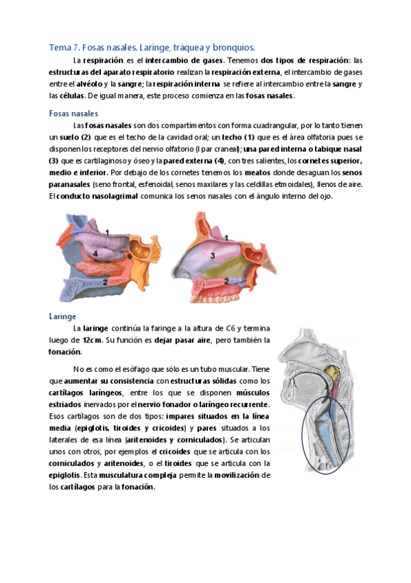 Miniatura del documento Bloque-A.-Respiratorio-Anatomia.pdf