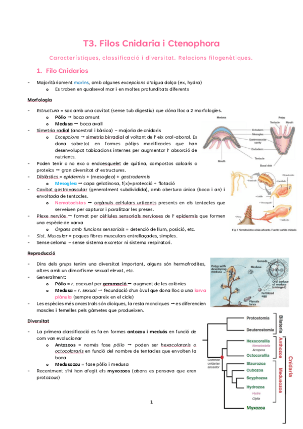 Miniatura del documento T3.-cnidaris-i-cnetofors.pdf