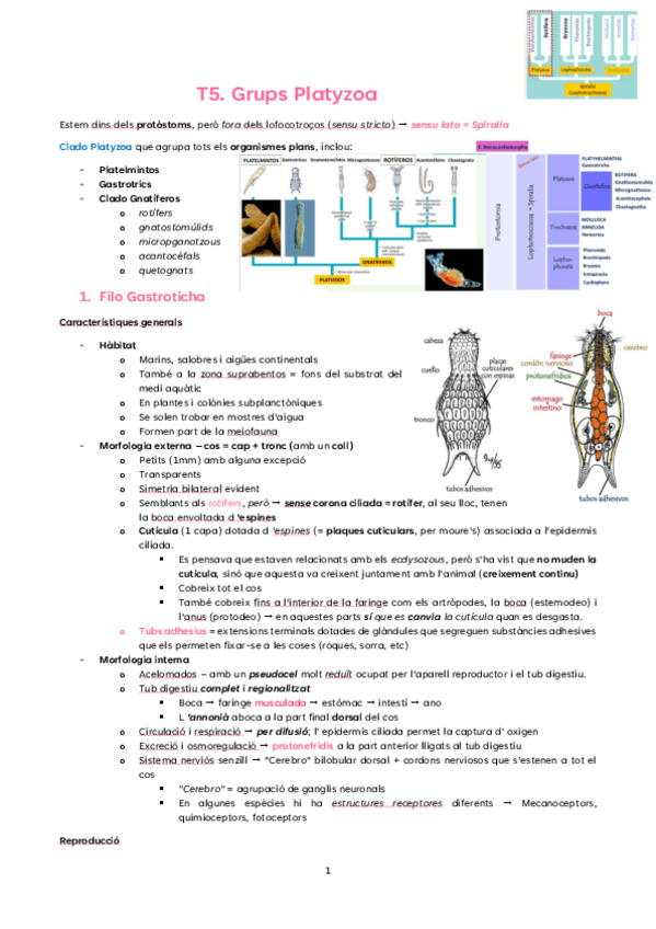 Miniatura del documento T5.-Platyzoa.pdf