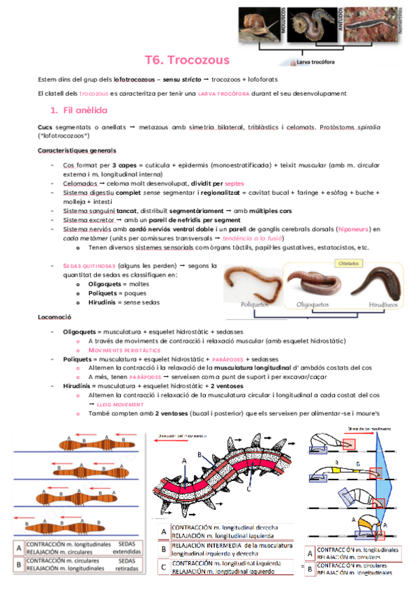 Miniatura del documento T6.-Trocozoos.pdf