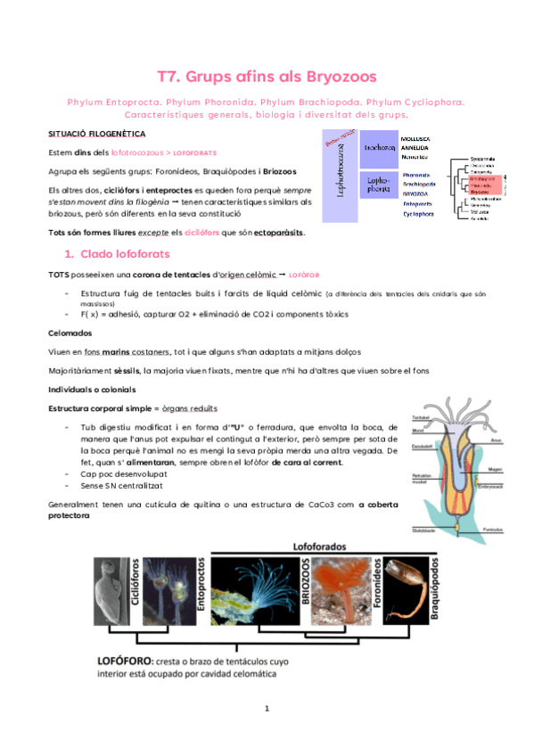 Miniatura del documento T7.-Briozoos.pdf