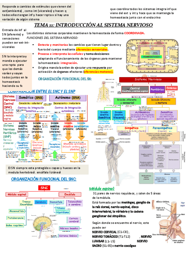 Miniatura del documento t-11-fisio-SISTEMA-NERVIOSO.pdf