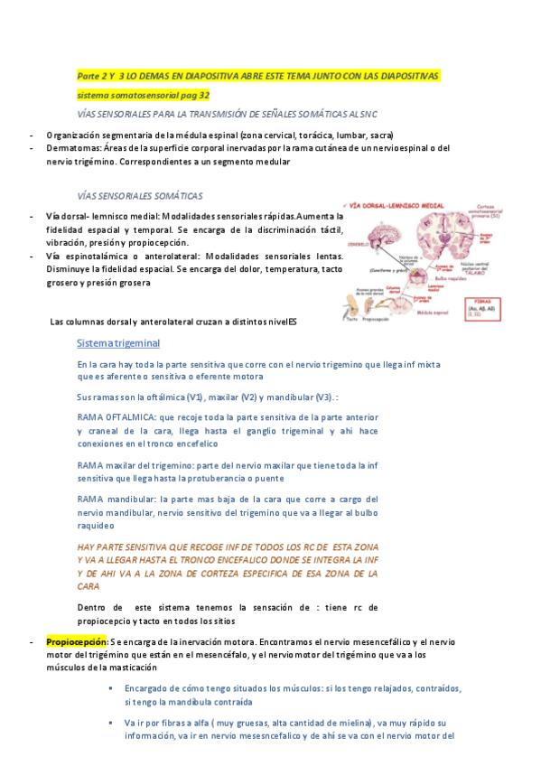 Miniatura del documento t13-SISTEMA-SOMATOSENSORIAL-parte-2.pdf