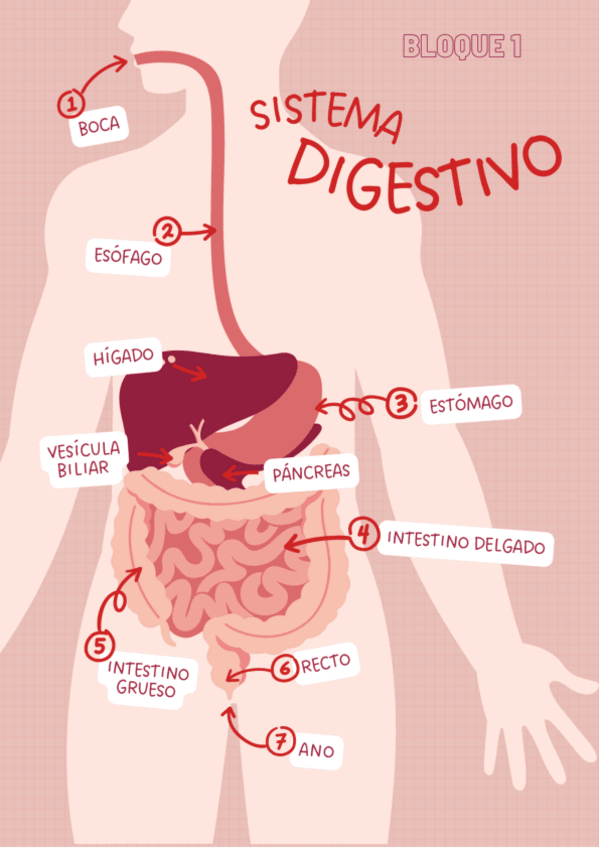Miniatura del documento BLOQUE-DIGESTIVO.pdf