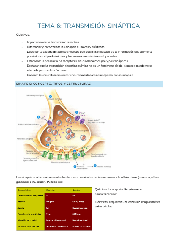 Miniatura del documento tema 6: transmisión sináptica.pdf